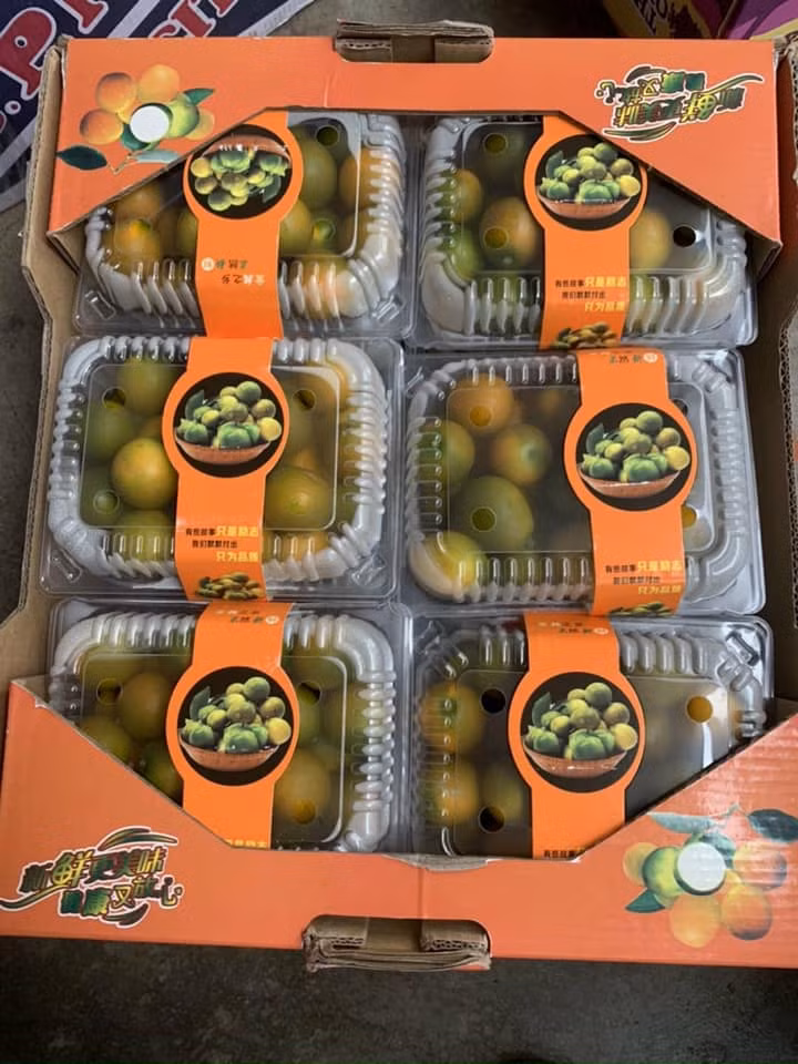 Cũng theo chị Yến, năm nay do ảnh hưởng của dịch COVID-19 nên quất Đài Loan nhập được giá rẻ, chỉ 40.000 đồng/0,5kg, bằng một nửa so với giá năm ngoái (90.000 đồng/kg).