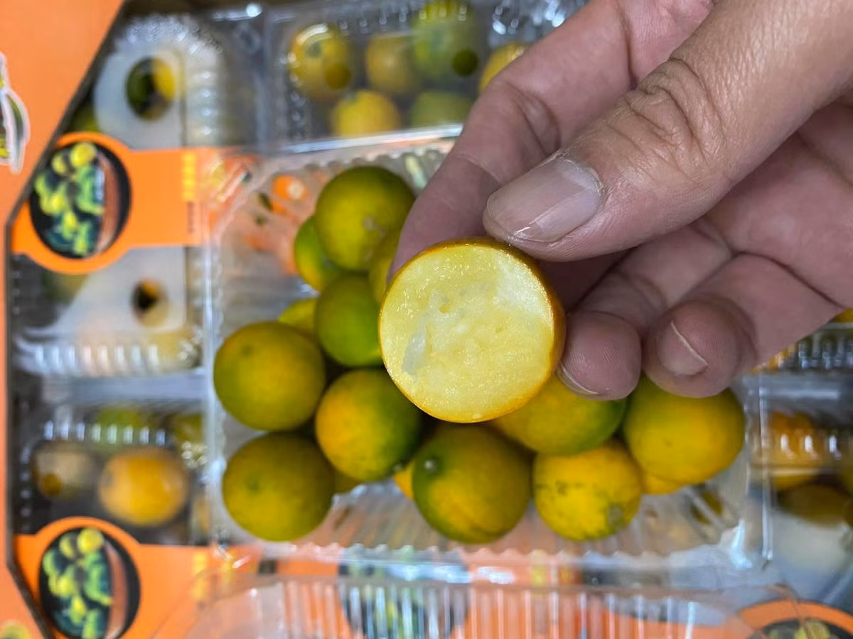 Sau khi mua về, cả nhà cô Linh đều thích ăn vì quât Đài Loan giòn, có vị ngọt. Quả nhỏ nhưng có cùi dày, ăn thơm và có vị ngọt the đặc trưng.