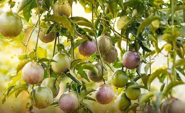 Chanh leo cũng được xem là thực phẩm có tác dụng hạ huyết áp tự nhiên hiệu quả, an thần, giảm mất ngủ, thải độc và chữa trị các bệnh về tiêu hóa, bệnh trĩ vô cùng kỳ diệu.