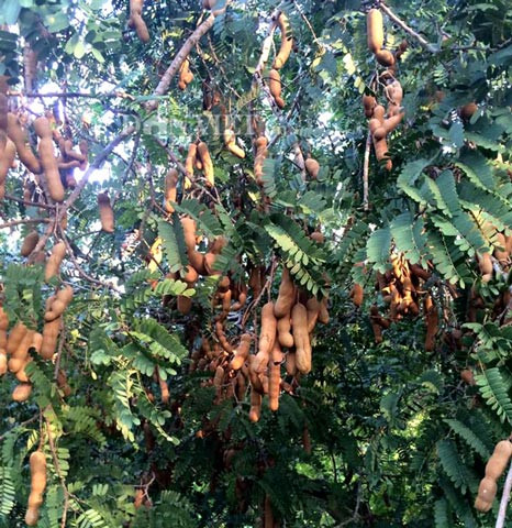 Theo ghi chép, me không chỉ là món ăn ngon, mà có thể dùng để chữa bệnh rất hiệu quả. Bột và thịt me có thể làm món súp nóng dùng để trị bệnh cảm lạnh theo cách chữa bệnh cổ truyền của người Ấn Độ.