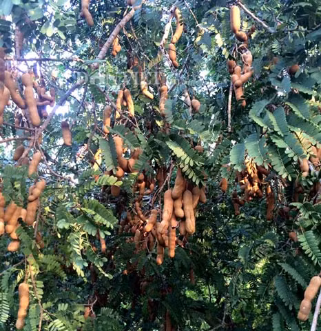 Theo ghi chép, me không chỉ là món ăn ngon, mà có thể dùng để chữa bệnh rất hiệu quả. Bột và thịt me có thể làm món súp nóng dùng để trị bệnh cảm lạnh theo cách chữa bệnh cổ truyền của người Ấn Độ.