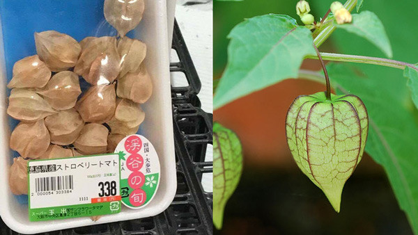 Trong khi đó, ở Nhật Bản, tầm bóp là một thứ quả khá đắt, khoảng 700.000 đồng/kg, thậm chí còn đắt hơn quả cherri nhập về Việt Nam.