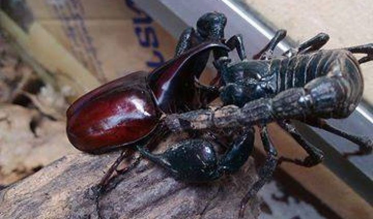 Lý do nọc độc bọ cạp có mức giá trên trời này là nó rất khó lấy, phải chiết nọc bằng tay và chúng có tính ứng dụng tuyệt vời trong y học. Ảnh: Internet.