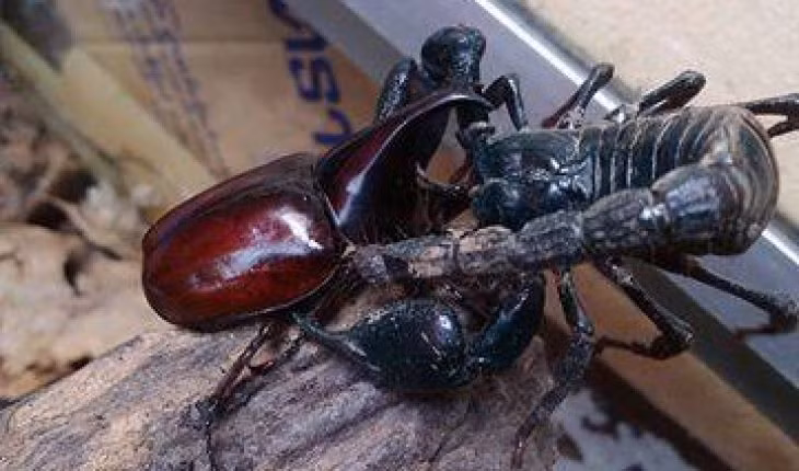 Lý do nọc độc bọ cạp có mức giá trên trời này là nó rất khó lấy, phải chiết nọc bằng tay và chúng có tính ứng dụng tuyệt vời trong y học. Ảnh: Internet.