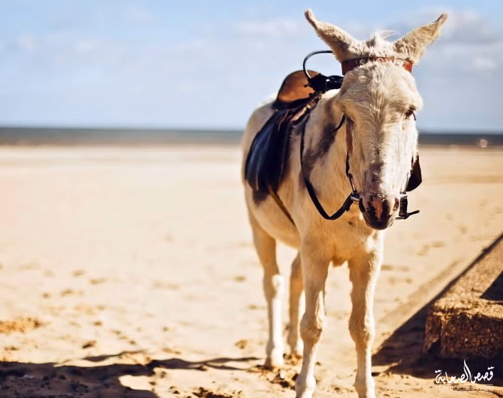 Sữa lừa có hàm lượng dinh dưỡng cao, lại rất khó “thu hoạch” nên giá của chúng thường rất cao. Năm 2016, sữa lừa có giá lên tới 43 bảng Anh/lít, tương đương 1,28 triệu đồng/lít. Nếu dùng sữa lừa để làm phô mai, giá của loại phô mai này có thể lên đến cả nghìn USD. Ảnh: Internet.