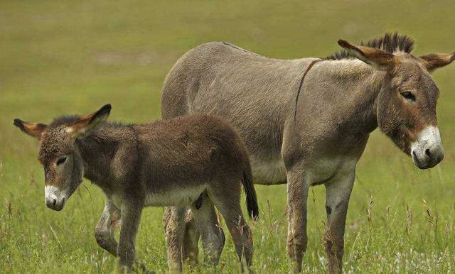 Sữa lừa chứa nhiều khoáng chất, vi lượng, enzyme kháng khuẩn Lysozyme và nhiều loại vitamin như A, B1, B2… Ngoài dùng làm thực phẩm, sữa lừa còn có tác dụng làm đẹp. Ảnh: Internet.