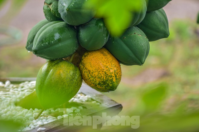 Để kịp phục vụ dịp Tết Nguyên đán, các cây đu đủ được nhà vườn đưa "lên chậu" trước khoảng 7-8 tháng để chăm sóc. Ảnh: Tiền phong.