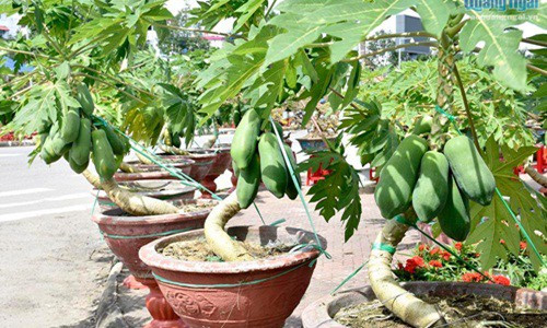 Để tạo thế bonsai, nhà vườn phải tiến hành uốn theo hướng đã định. Ảnh: Baoquangngngai.