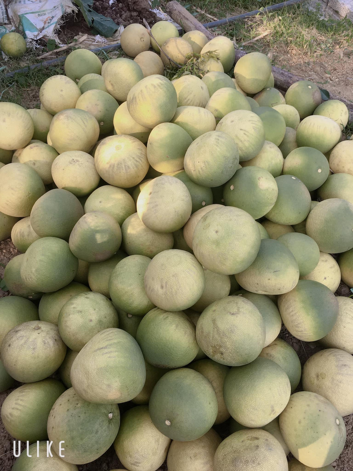 Mức giá này khiến không ít chị em giật mình và tò mò.