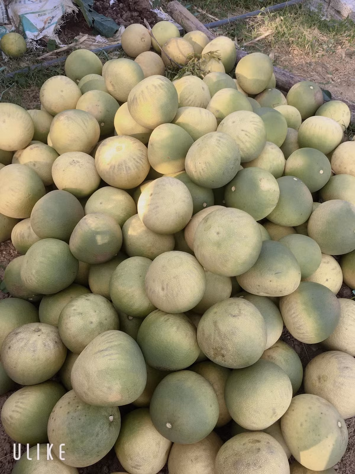 Mức giá này khiến không ít chị em giật mình và tò mò.