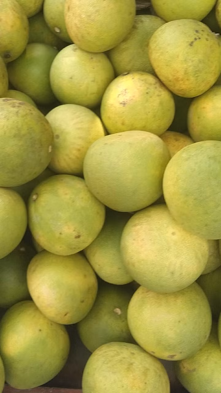 Nói về loại bưởi Đoan Hùng 2.000 đồng/quả bán đầy chợ, chị Lý cho rằng đó là loại bưởi non, ăn sẽ nhạt, he và đắng.