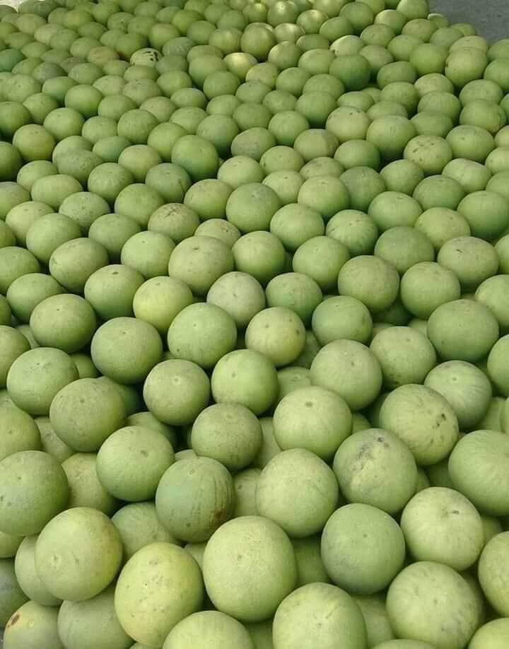 Tiểu thương cũng cho biết, bưởi bi không nhiều, mỗi đợt chỉ có vài trăm quả.