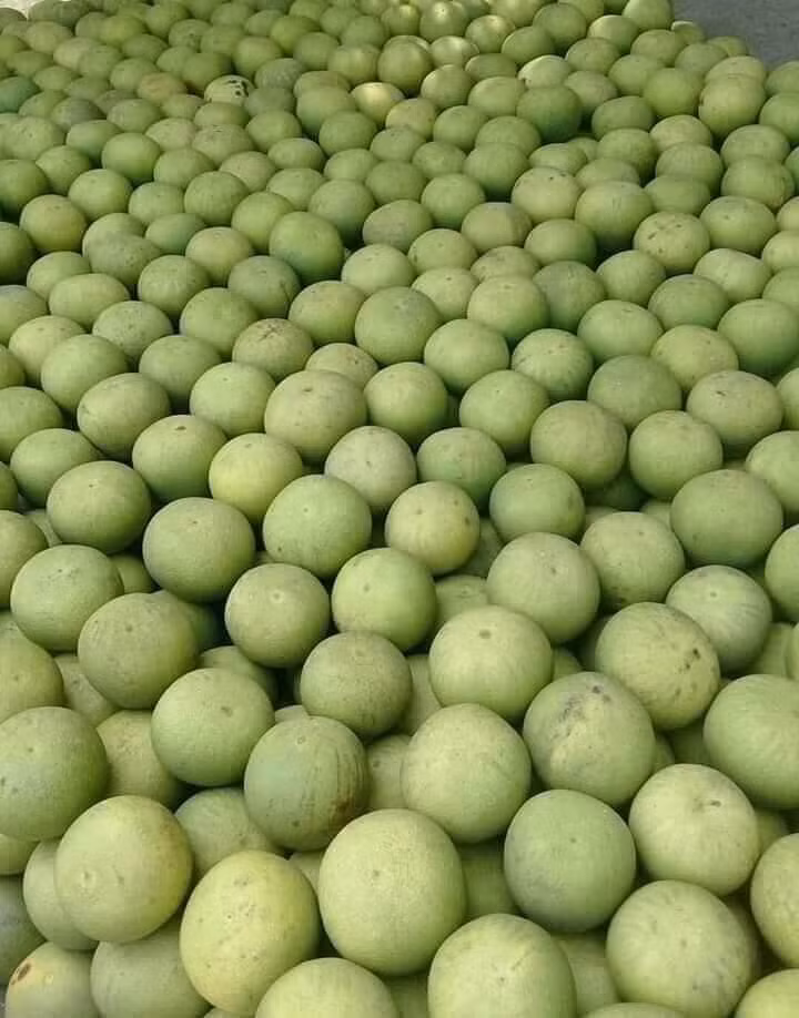 Tiểu thương cũng cho biết, bưởi bi không nhiều, mỗi đợt chỉ có vài trăm quả.