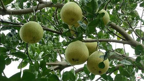 Bưởi Đoan Hùng có quả hình cầu hơi dẹt, khi chín vỏ màu vàng sáng, múi thịt bưởi ráo, màu trắng ngà. Khi ăn bạn sẽ cảm nhận được vị ngọt lịm mát khắp đầu lưỡi đến cuối cuống họng.