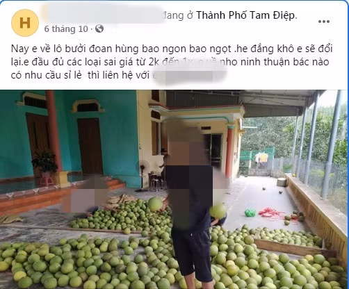 Bên cạnh những cửa hàng hoa quả rao bán bưởi Đoan Hùng với giá từ 20.000-50.000 đồng/quả, gần đây trên chợ mạng xuất hiện nhiều người rao bán loại bưởi này với giá chỉ 2.000 đồng/quả.