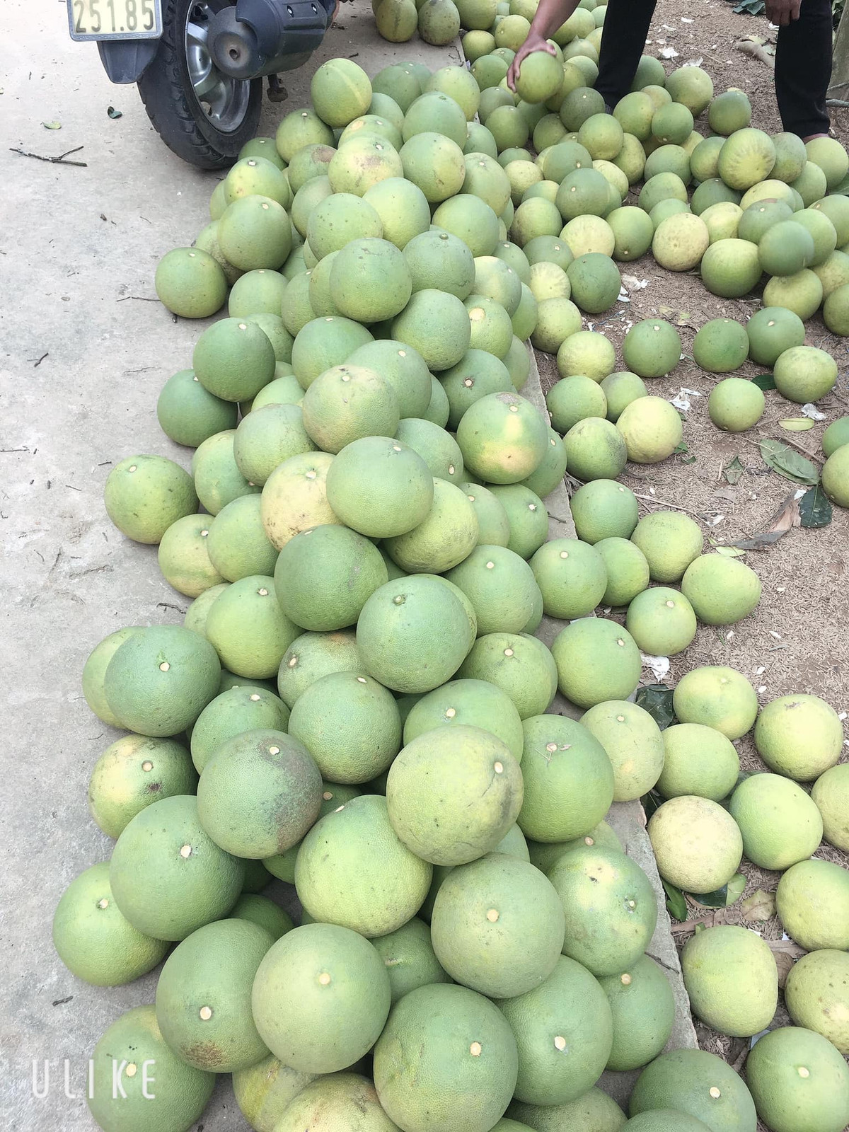 Tuy nhiên, khi được hỏi, người bán cho biết, bưởi Đoan Hùng size 0,6-0,8kg/quả có giá 15.000 đồng. Loại bưởi giá 2.000 đồng/quả là bi, nặng chỉ 0,3-0,4 kg/quả.