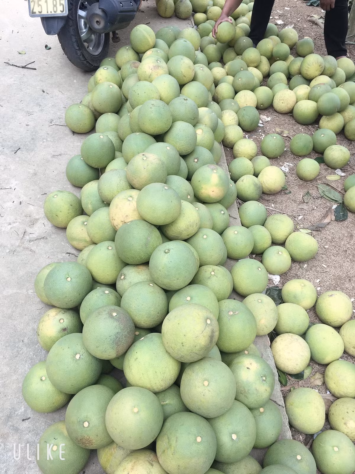 Tuy nhiên, khi được hỏi, người bán cho biết, bưởi Đoan Hùng size 0,6-0,8kg/quả có giá 15.000 đồng. Loại bưởi giá 2.000 đồng/quả là bi, nặng chỉ 0,3-0,4 kg/quả.