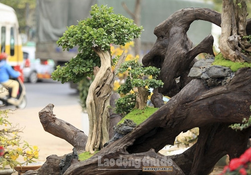 Để cây bonsai sinh trưởng và phát triển tốt, bên trong thân cây Sao được nghệ nhân lót một lớp đất ẩm, phía bên trên trải thảm cỏ trang trí. Ảnh: Lao động thủ đô.