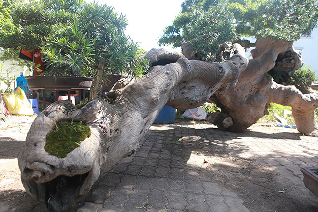 Anh Vũ Huy Thực (Nha Trang) chủ nhân của tác phẩm cho biết, anh và cộng sự phải mất một tháng mới hoàn thành. Ảnh: Dân Việt.