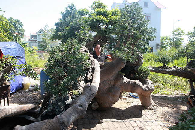 Những cây tùng được lựa chọn dù nhỏ nhưng cũng nhiều năm tuổi. Đặc biệt, màu của cây tùng trùng với màu thân gỗ… nhìn như một “đồi tùng” rất tự nhiên. Ảnh: Dân Việt.
