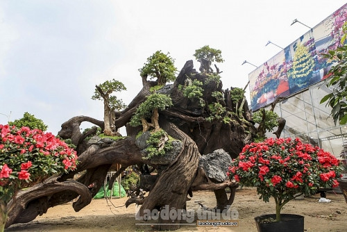 Anh Lê Tiến Thịnh (chủ nhà vườn Thịnh Lê đến từ Nha Trang) cũng sở hữu tác phẩm bonsai tuyệt đẹp trên thân và gốc cây Sao cổ thụ có tuổi đời hàng trăm năm. Ảnh: Lao động thủ đô.