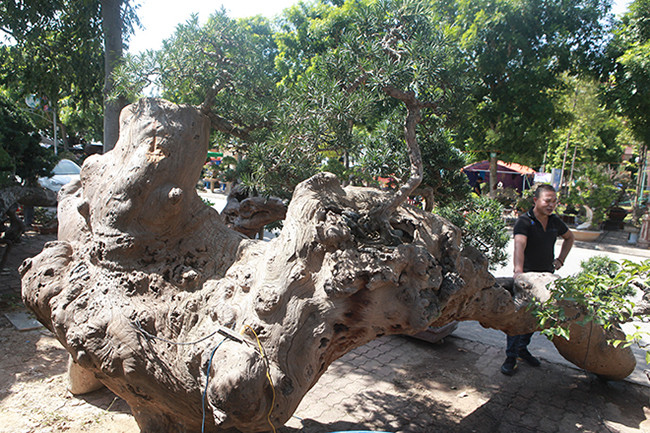 Xuất hiện trong triển lãm cây cảnh tại Trung tâm văn hóa Kinh Bắc (TP.Bắc Ninh), bộ tiểu cảnh “rừng tùng” trên thân gỗ lũa sao vàng thu hút sự chú ý của nhiều người khi có giá gần 1 tỷ đồng. Ảnh: Dân Việt.