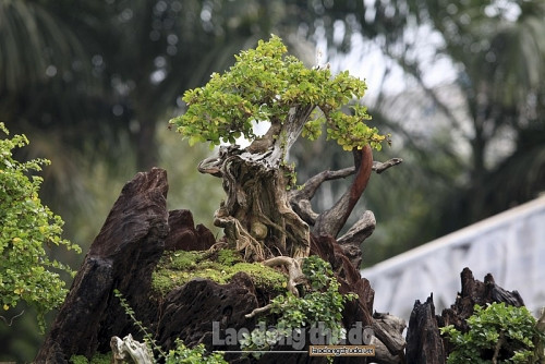 Các loại cây được lựa chọn trồng trên gốc cây Sao gồm cây Tùng, Nhất chi Mai, Sam ngọc…Ảnh: Lao động thủ đô.