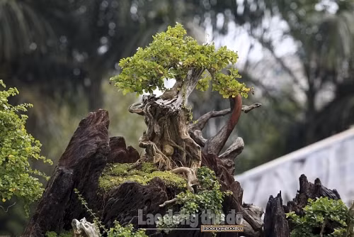 Các loại cây được lựa chọn trồng trên gốc cây Sao gồm cây Tùng, Nhất chi Mai, Sam ngọc…Ảnh: Lao động thủ đô.