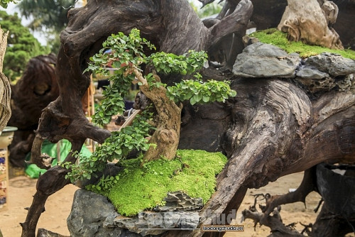 Phần thân và gốc cây Sao đều trải qua quá trình hàng chục năm bào mòn dưới dòng sông, vì thế mà có hình dáng mềm mại, thân lũa tự nhiên. Ảnh: Lao động thủ đô.