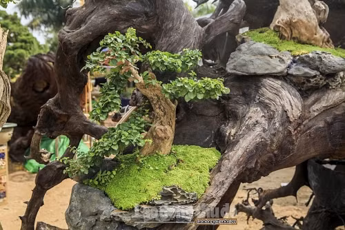 Phần thân và gốc cây Sao đều trải qua quá trình hàng chục năm bào mòn dưới dòng sông, vì thế mà có hình dáng mềm mại, thân lũa tự nhiên. Ảnh: Lao động thủ đô.