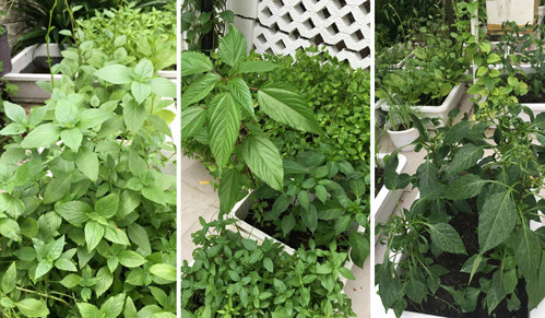 Các loại rau gia vị. Nguồn ảnh: FBNV.