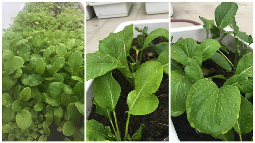 Rau cải xanh mơn mởn.