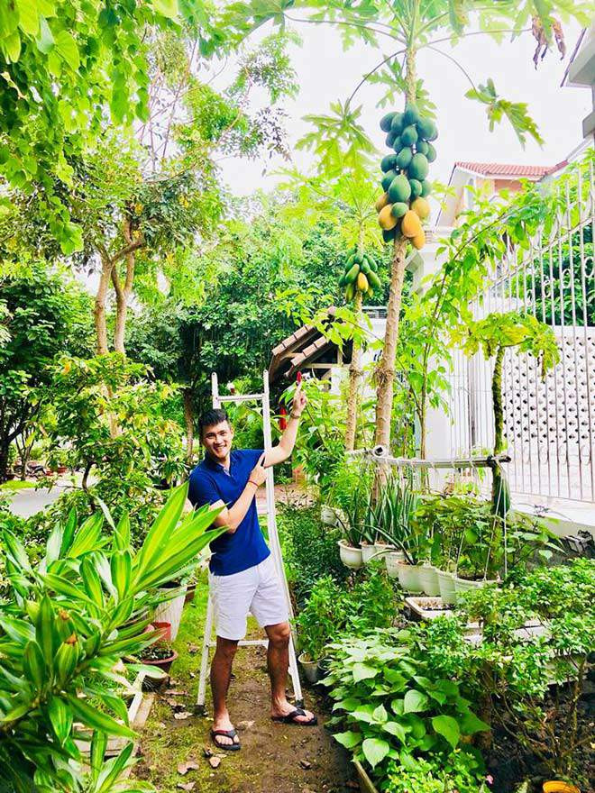 Đu đủ sai trĩu quả trông thích mắt.