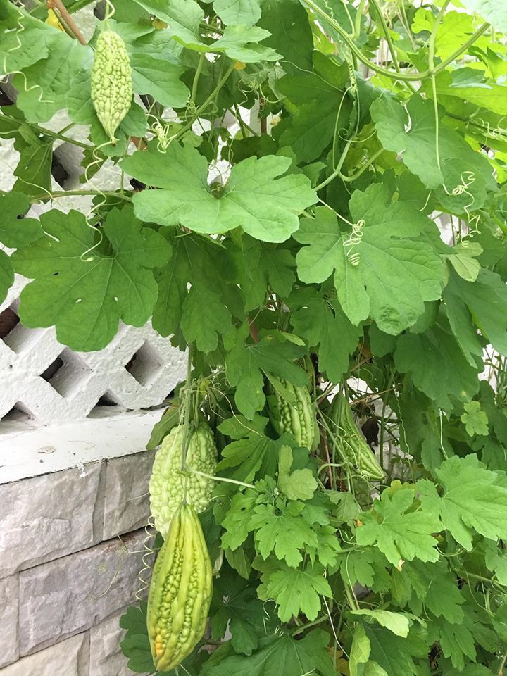 Đặc biệt, vợ chồng Thủy Tiên còn đầu tư thiết kế những giàn rau kì công để trồng thêm nhiều loại rau hơn, phục vụ cho bữa ăn ngon của cả gia đình.