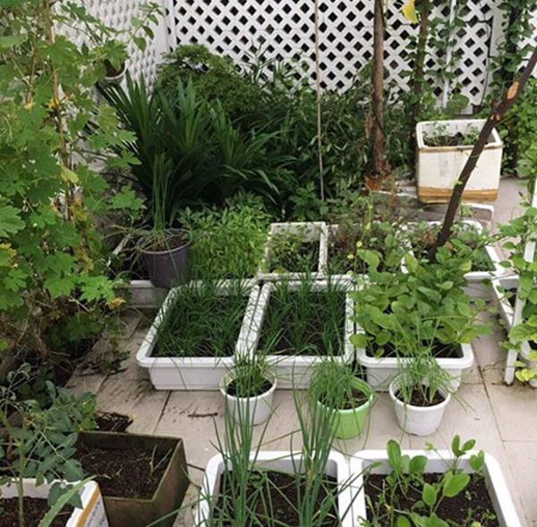 Khu vườn hầu như chẳng thiếu loại rau gì. Các loại rau được trồng trong thùng xốp nhỏ để tiết kiệm diện tích và sạch sẽ.