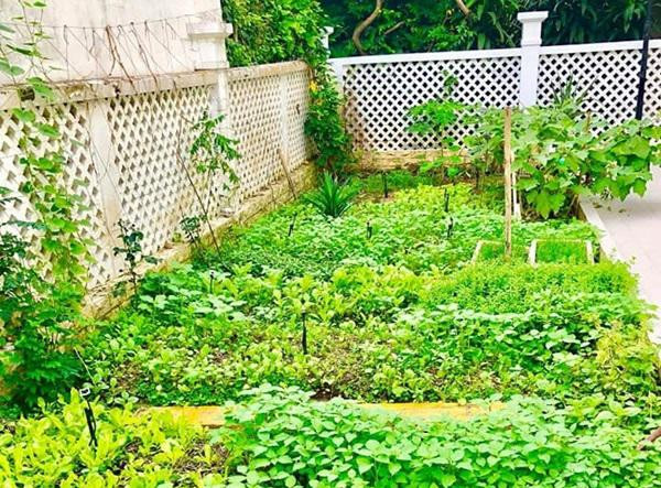 Trong căn biệt thự 300m2 ở quận 7 (TP HCM), Thủy Tiên - Công Vinh dành nhiều diện tích để làm vườn trồng đủ các loại rau.