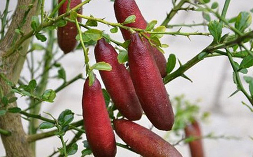 Nếu như chanh ta chỉ có giá vài chục nghìn/kg thì chanh ngón tay xách tay từ Mỹ, Australia, Thái Lan về có giá từ 2-3 triệu đồng/kg.