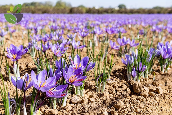 Sở dĩ, nhụy hoa nghệ tây đắt như vậy là bởi nó cực kỳ quý hiếm. Để có được 1kg nhụy, người ta phải hái nhụy của khoảng 200.000 bông hoa. Một người phải làm việc liên tục trong vòng vài chục giờ đồng hồ mới hái được 1kg.