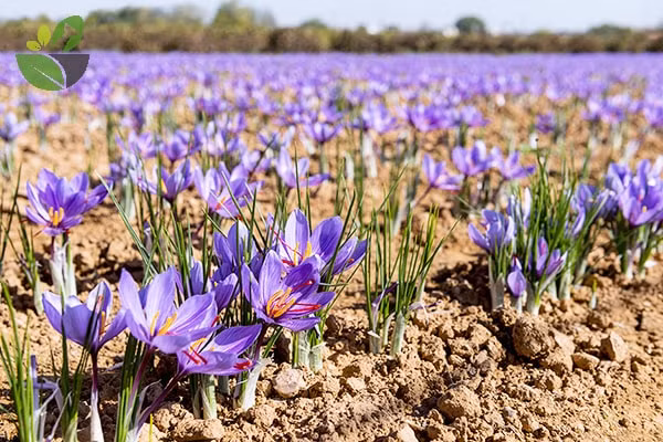 Sở dĩ, nhụy hoa nghệ tây đắt như vậy là bởi nó cực kỳ quý hiếm. Để có được 1kg nhụy, người ta phải hái nhụy của khoảng 200.000 bông hoa. Một người phải làm việc liên tục trong vòng vài chục giờ đồng hồ mới hái được 1kg.