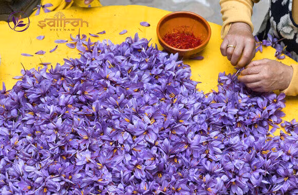 Hơn nữa, loại nghệ tây này không thể tự sinh sản và nhân giống tự nhiên nên khi trồng, con người phải nhân giống nhân tạo, phải cấy ghép.