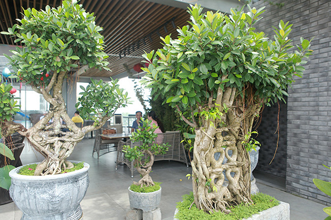 Mặt sau của các cây nhìn già cỗi