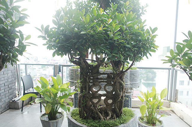 Phải mất hàng chục năm kiên trì mới tạo được một bộ si gồm 5 cây hình chữ biểu tượng cho sự trường tồn, hạnh phúc. Hình ảnh cây si cổ tạo thành hình chữ Song Hỷ.
