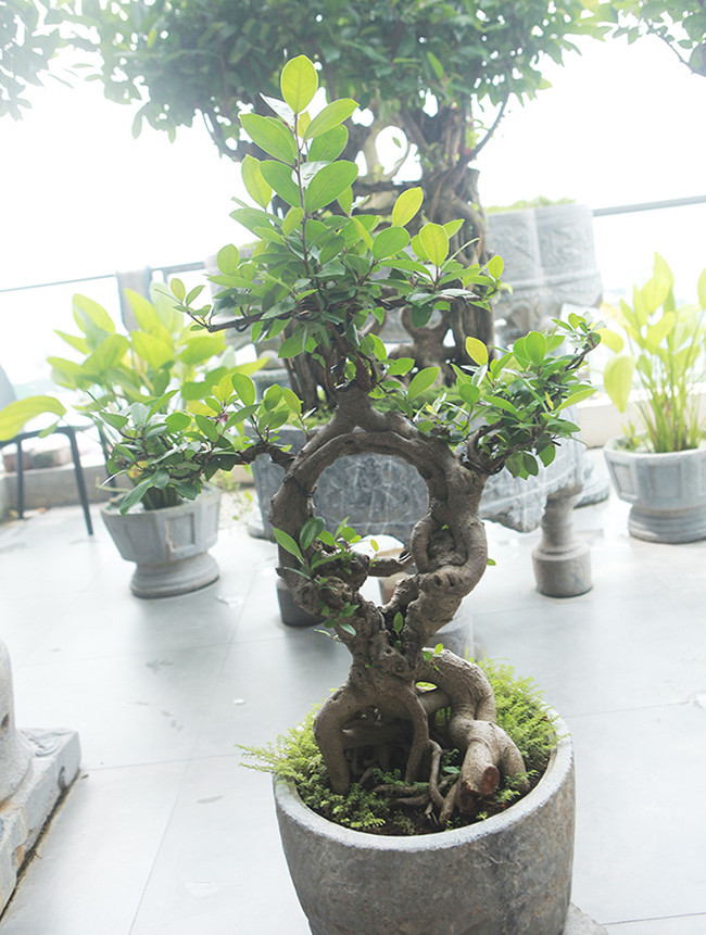 Cây nhỏ nhất nhìn giống một chiếc nhẫn cưới.