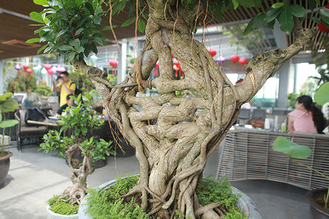 Các thân đã bện vào nhau tạo thành một khối