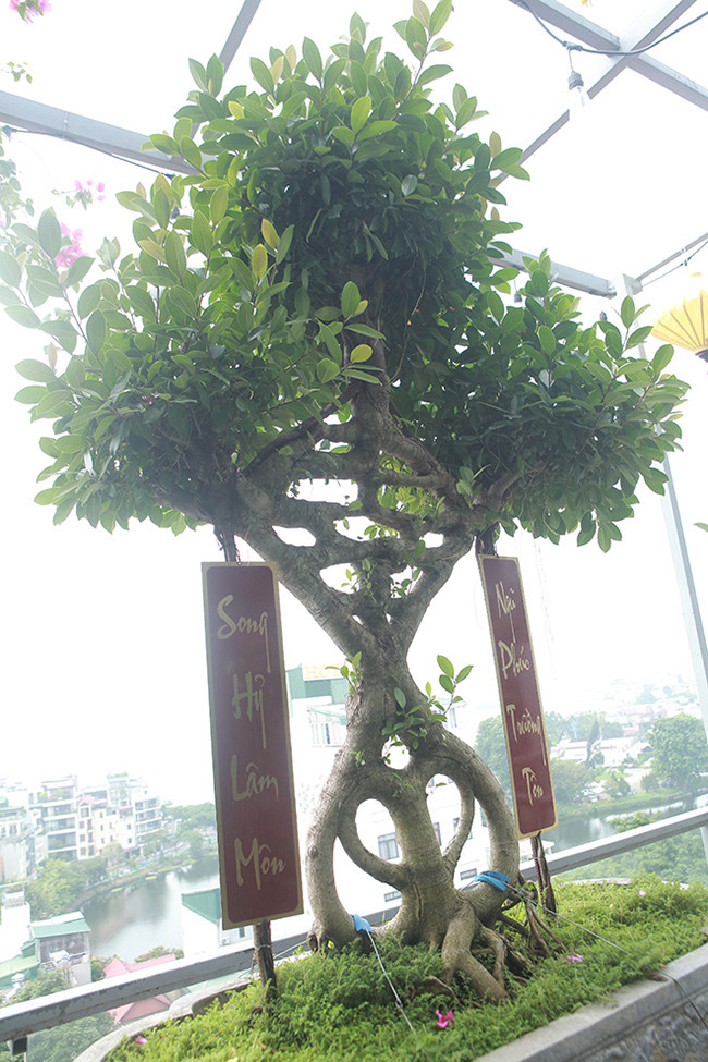 Chủ nhân cây treo đôi câu đối để khách tới tham quan hiểu được ý nghĩa của cây.