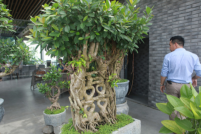 Chủ nhân bộ si cổ không tiết lộ mức giá nhưng theo giới chơi cây cảnh, bộ si này phải có giá tiền tỷ.