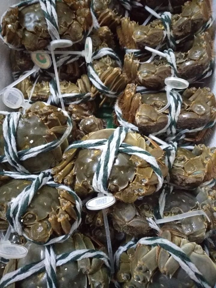 Ngoài ra, theo một đầu mối chuyên bán cua lông ở Hà Nội, còn một loại cua lông nữa có xuất xứ từ Quảng Châu, được nuôi thúc bằng cám cho nhanh lớn, nhập về bằng đường bộ nên có giá thành rất rẻ.