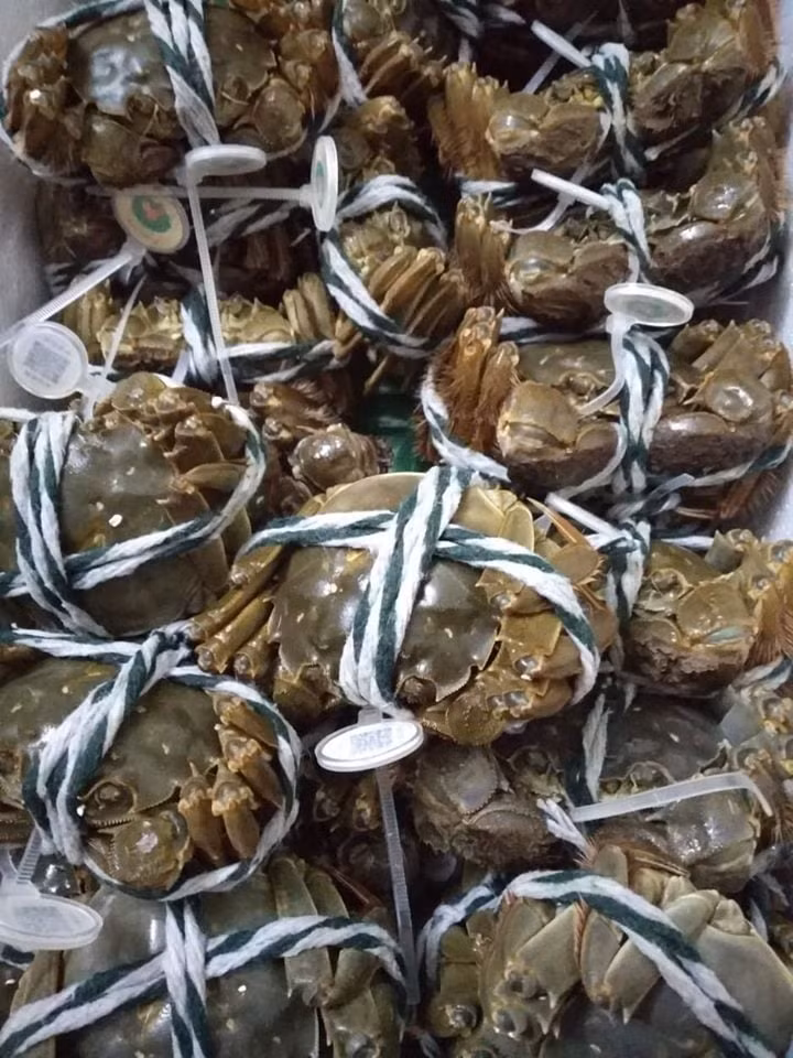 Ngoài ra, theo một đầu mối chuyên bán cua lông ở Hà Nội, còn một loại cua lông nữa có xuất xứ từ Quảng Châu, được nuôi thúc bằng cám cho nhanh lớn, nhập về bằng đường bộ nên có giá thành rất rẻ.