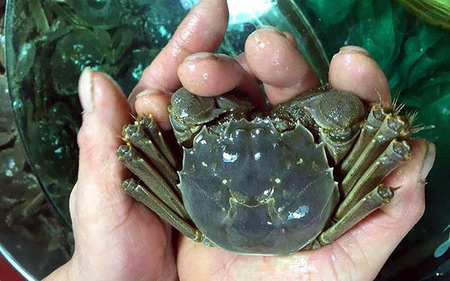 Do giá "bất ngờ" nên loại cua này được nhiều chị em đặt mua để được thưởng thức món ăn vốn dĩ chỉ dành cho đại gia.