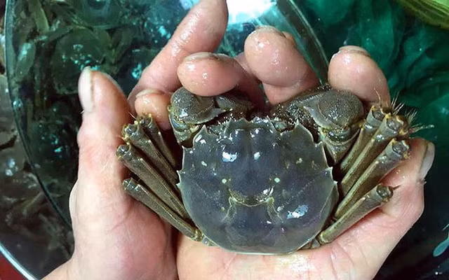 Do giá "bất ngờ" nên loại cua này được nhiều chị em đặt mua để được thưởng thức món ăn vốn dĩ chỉ dành cho đại gia.